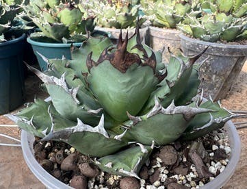 人生を豊かにする植物「アガベ」に出会えるショップを開業したい