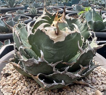 人生を豊かにする植物「アガベ」に出会えるショップを開業したい