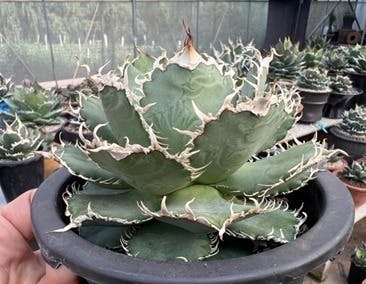 人生を豊かにする植物「アガベ」に出会えるショップを開業したい