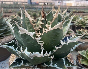 アガベ まとめて出品欲しいものコメント下さい 楽天市場】アガベ 選べる福袋 3点セット アソート チタノタ 白鯨