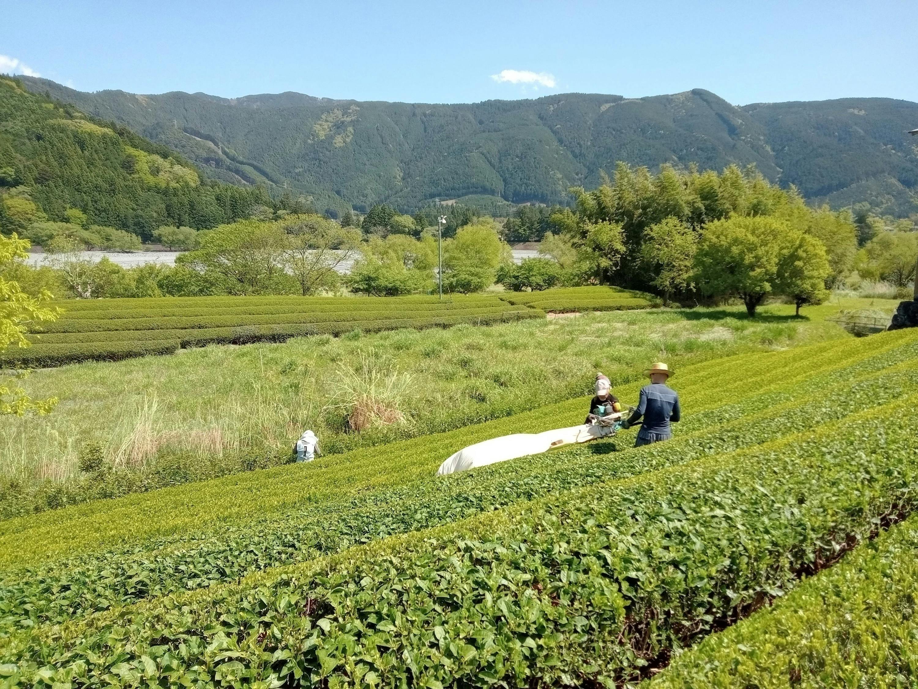 リターン画像