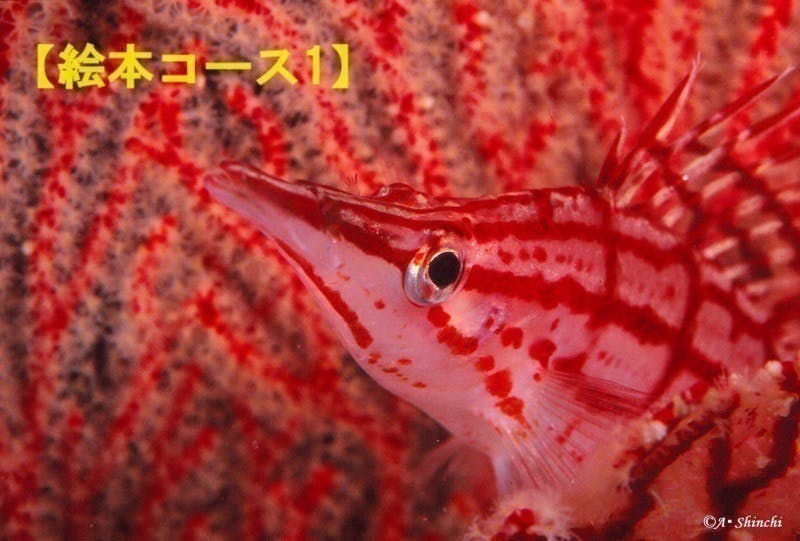 リターン画像