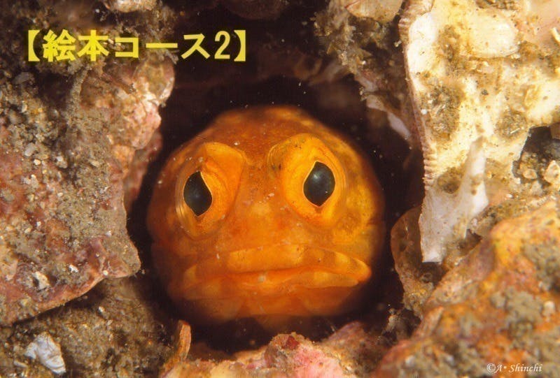リターン画像