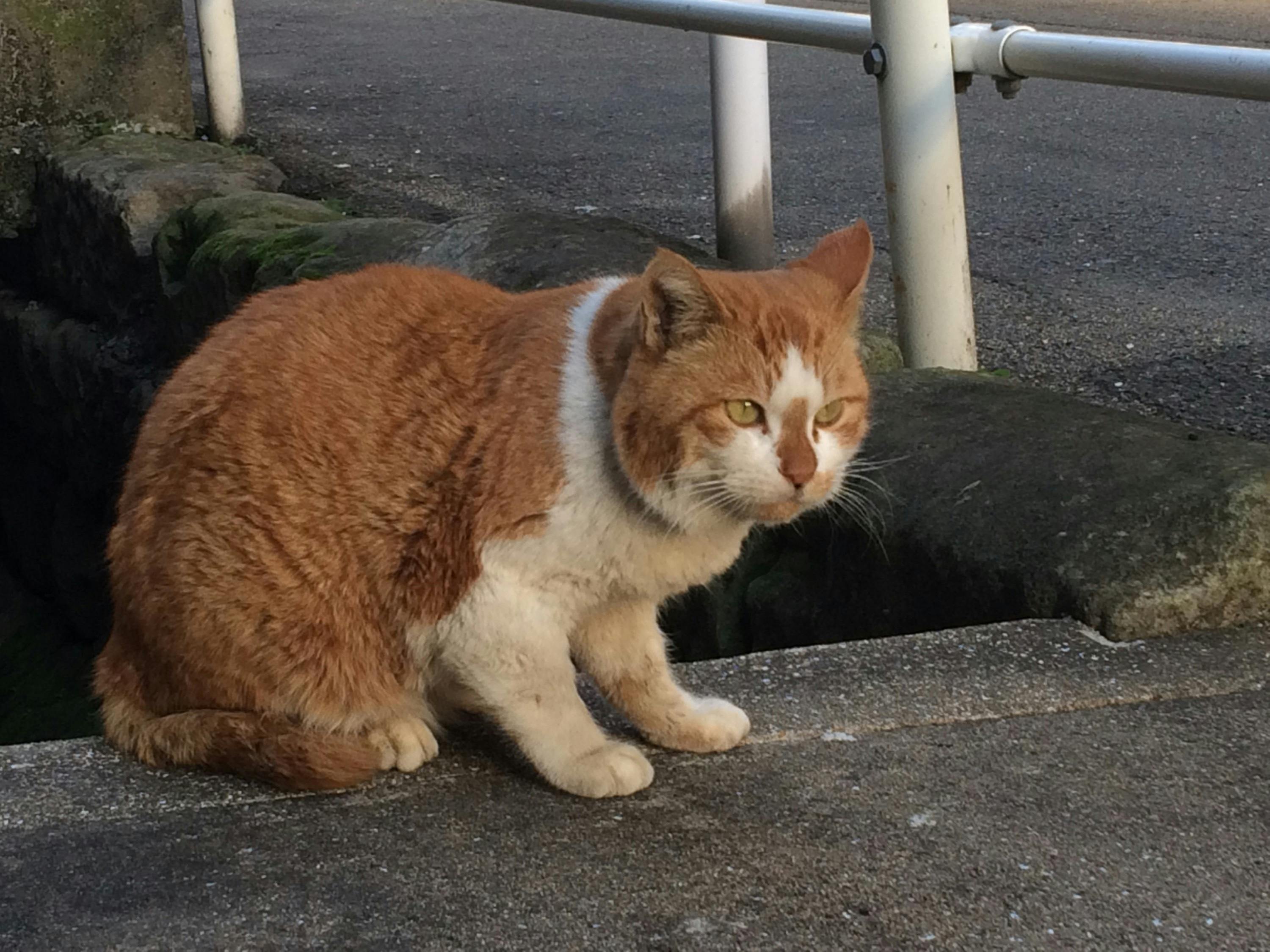 長崎発】野良猫の命を不妊化手術で繋げる「不妊化手術プロジェクト