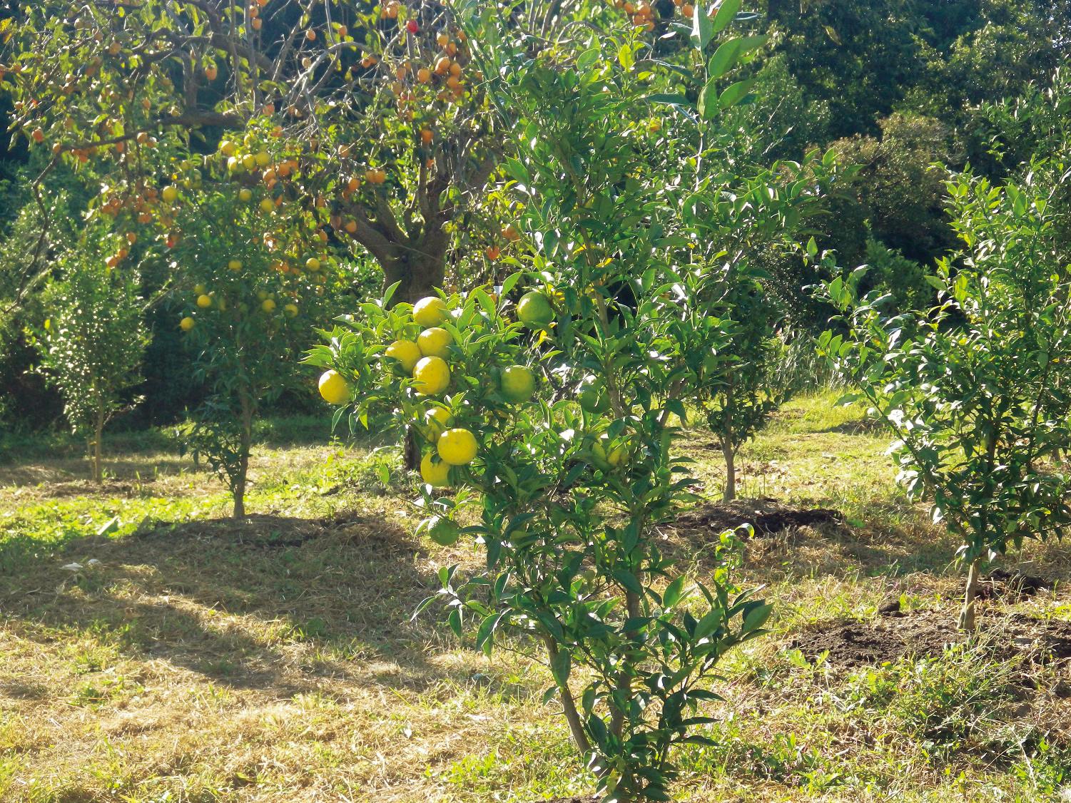 5番目のメイン画像