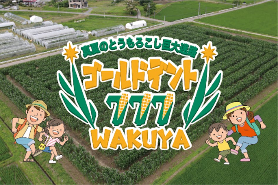真夏のとうもろこし巨大迷路2023バージョンの全貌 - CAMPFIRE