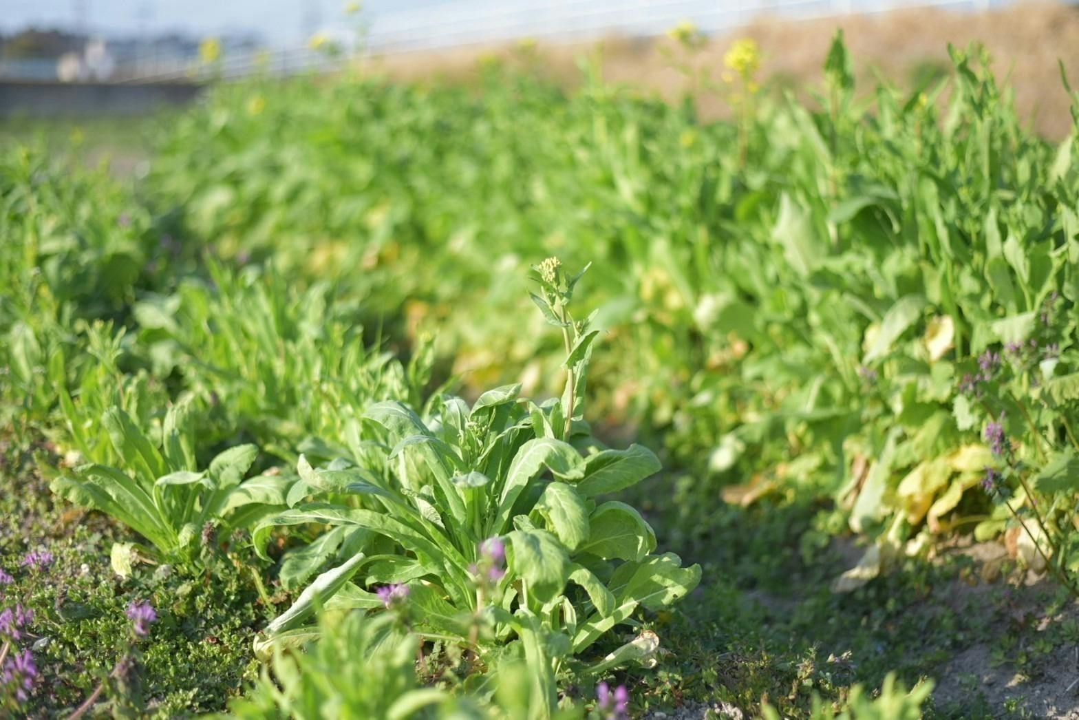 4番目のメイン画像