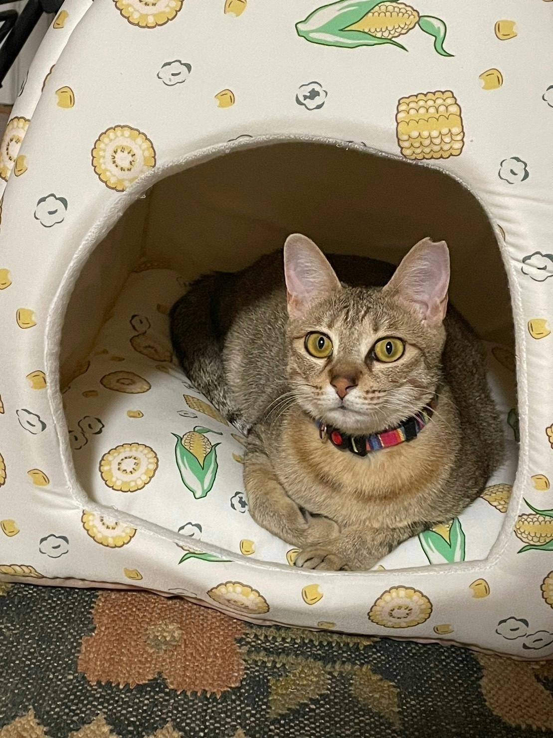 5番目のメイン画像