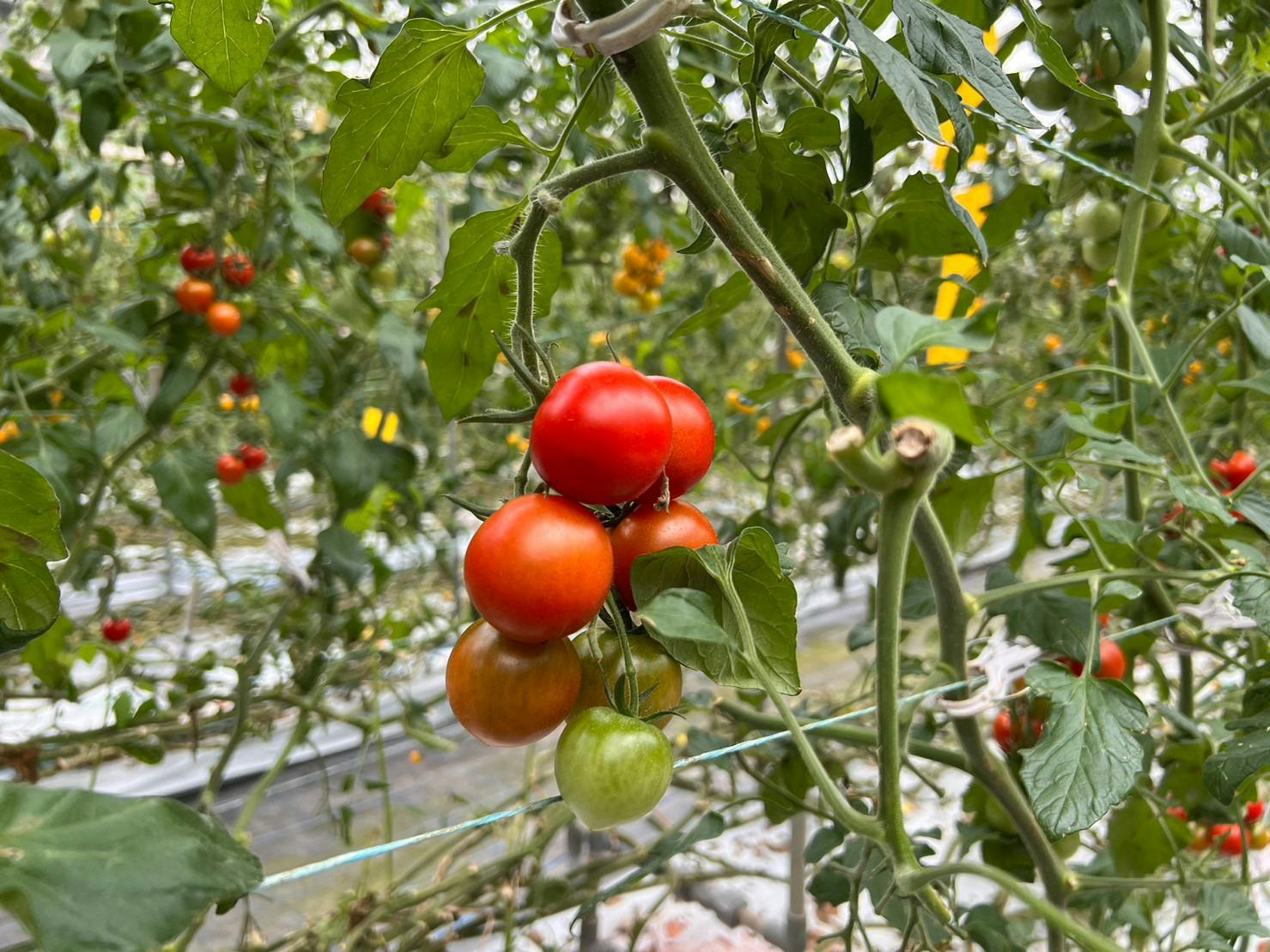 2番目のメイン画像