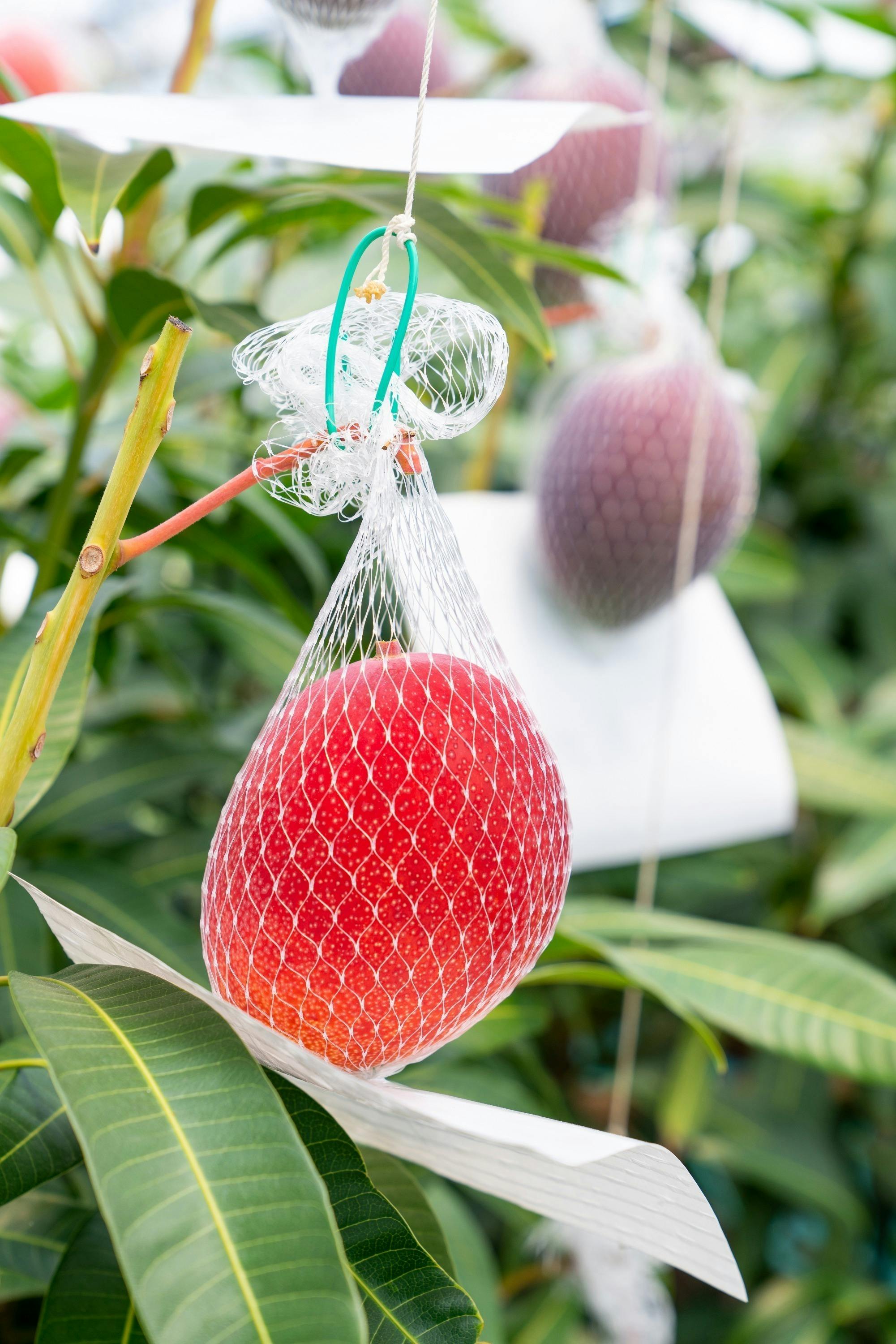 4番目のメイン画像