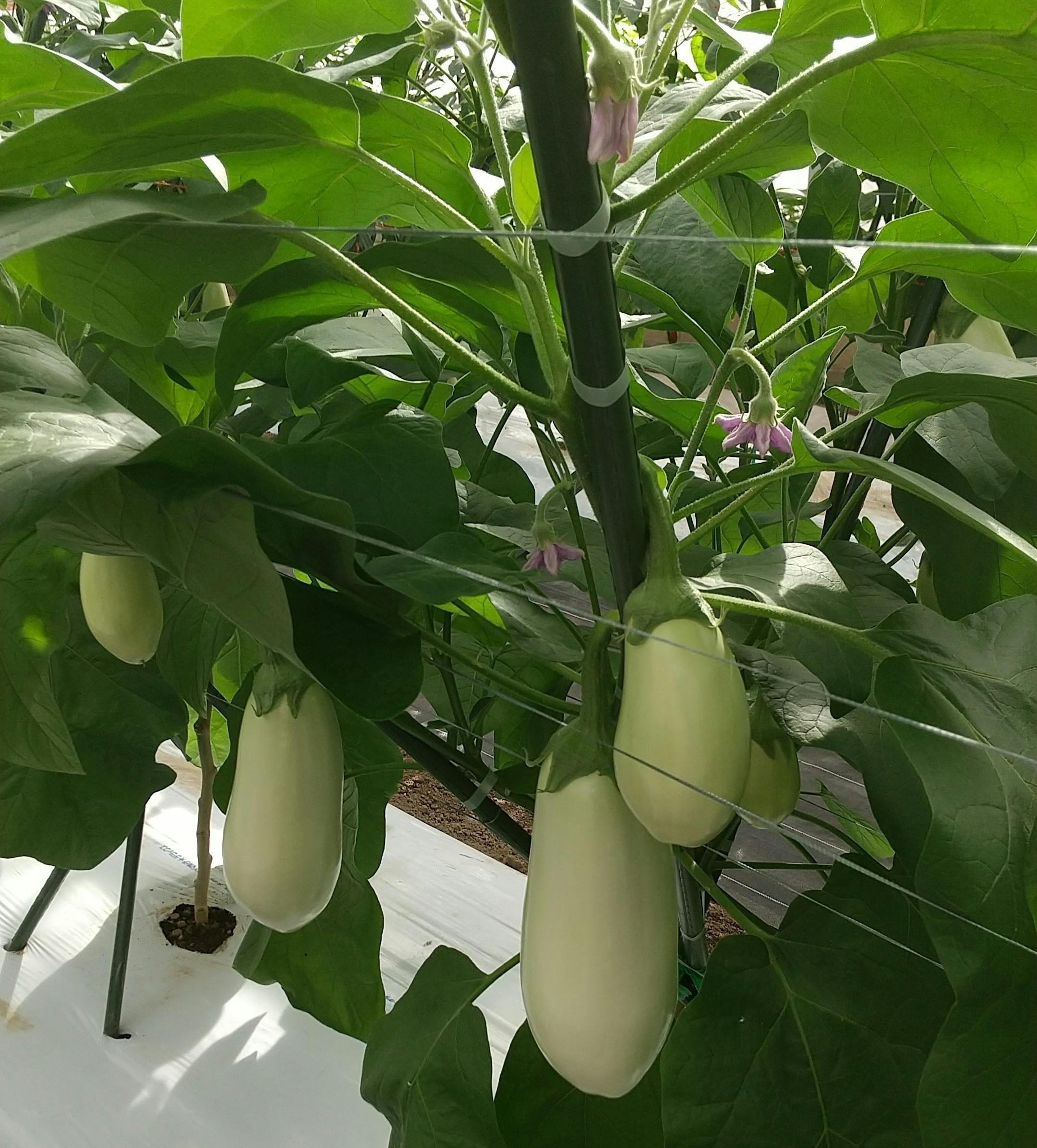 4番目のメイン画像