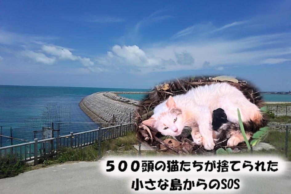 臨月で捨てられ、豪雨の中で出産した猫 - CAMPFIRE (キャンプファイヤー)