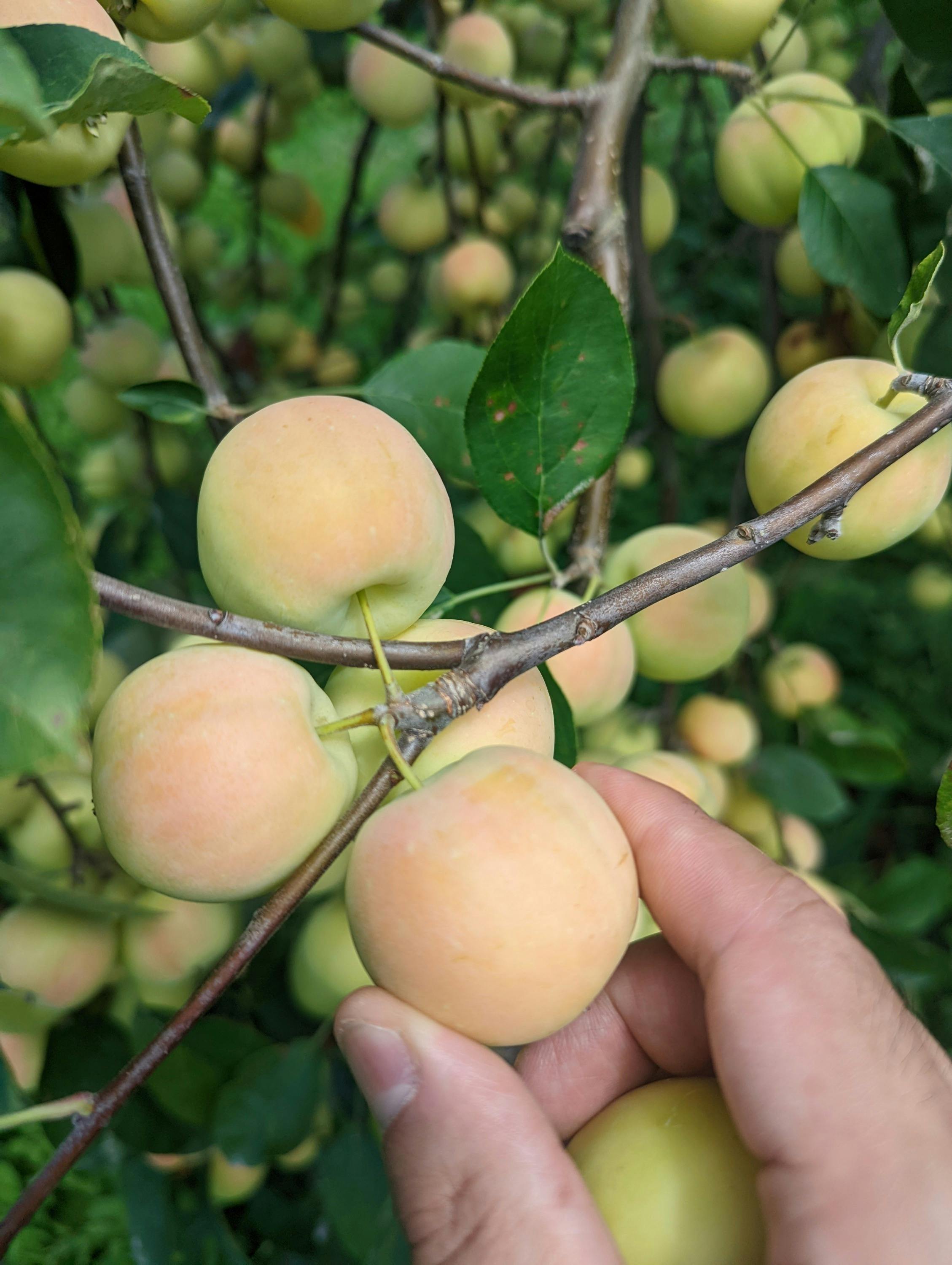 4番目のメイン画像