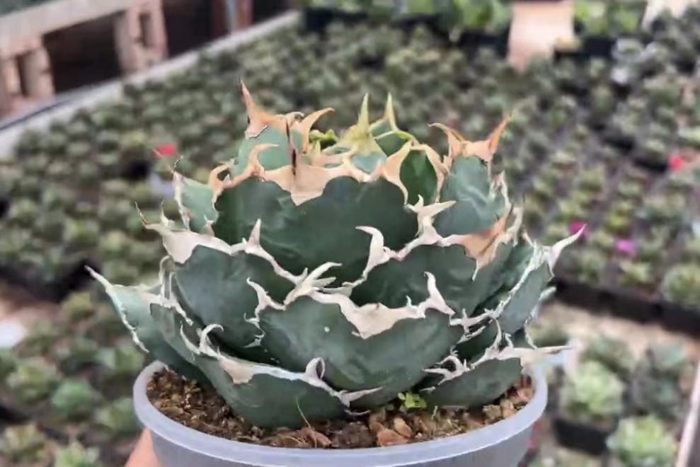 人生を豊かにする植物「アガベ」に出会えるショップを開業したい