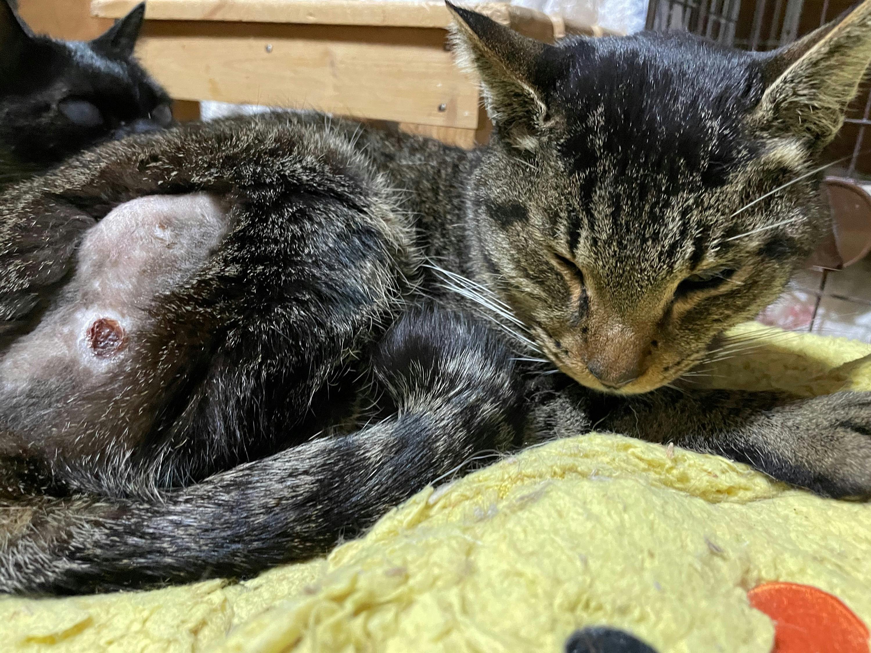 2番目のメイン画像