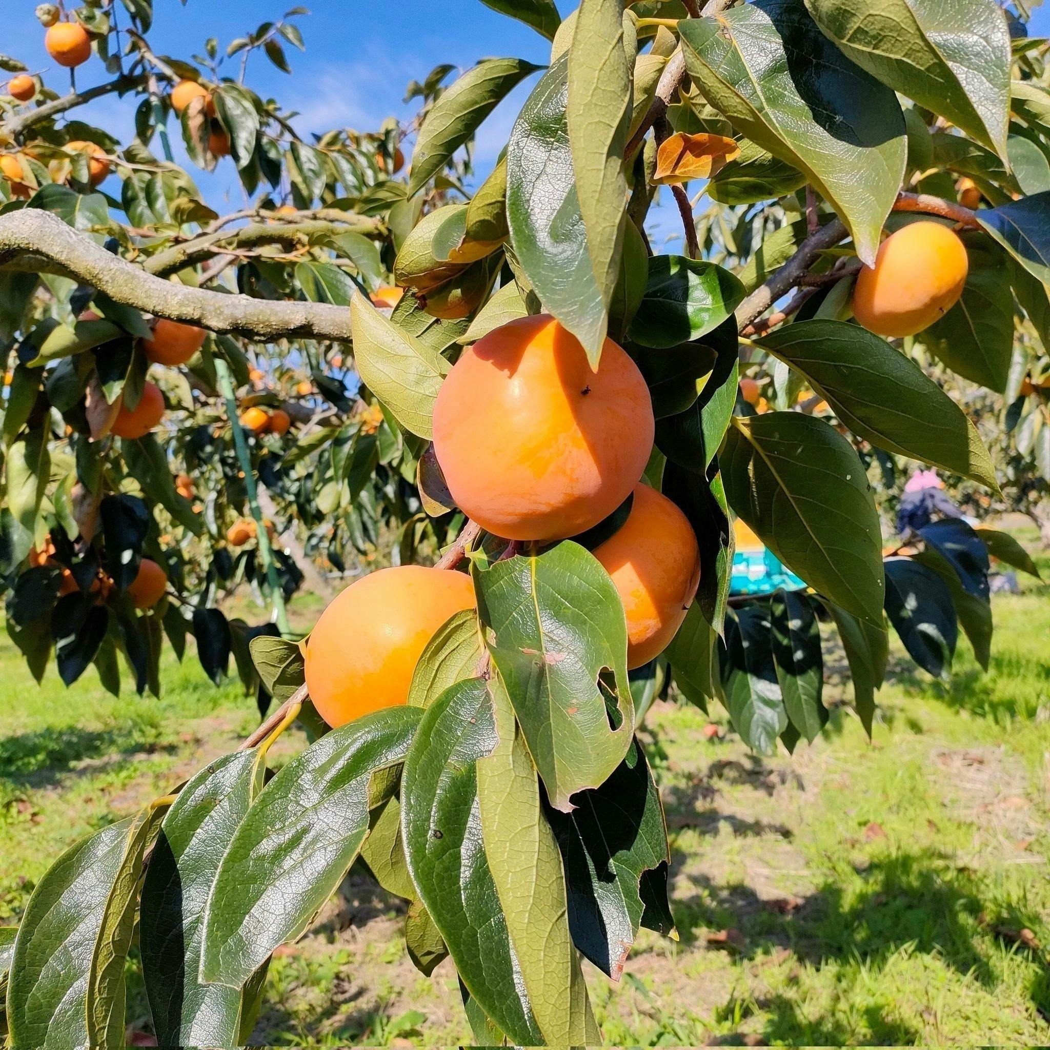 4番目のメイン画像