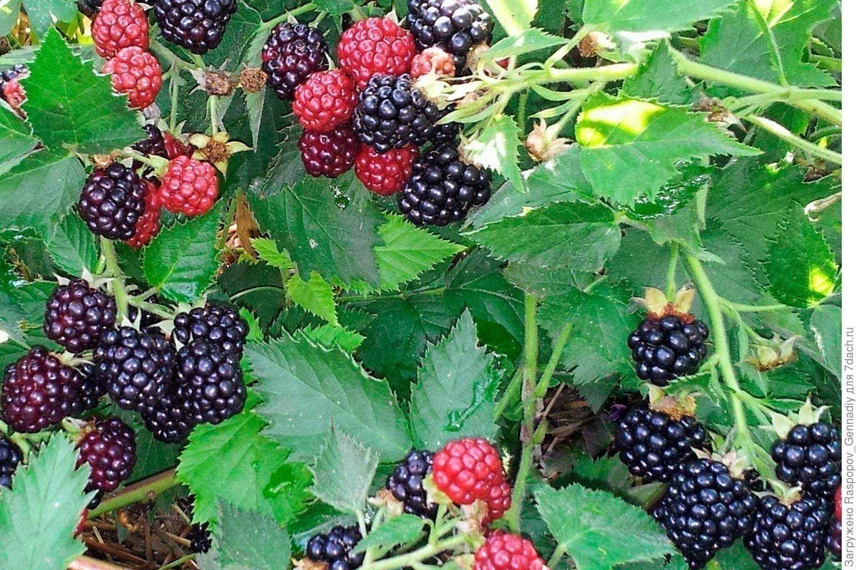 ブラックベリーをできるだけ一人で50本の苗木を実のなる木に育て上げて