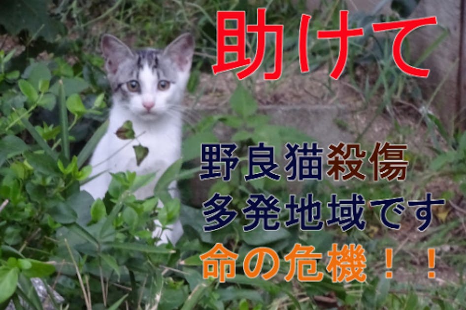 龍脈の精髄 ― クラスター「細針の聖域」保護猫活動支援 龍脈の精髄 ― クラスター「細針の聖域」保護猫活動支援 SUN CAT PROJECT