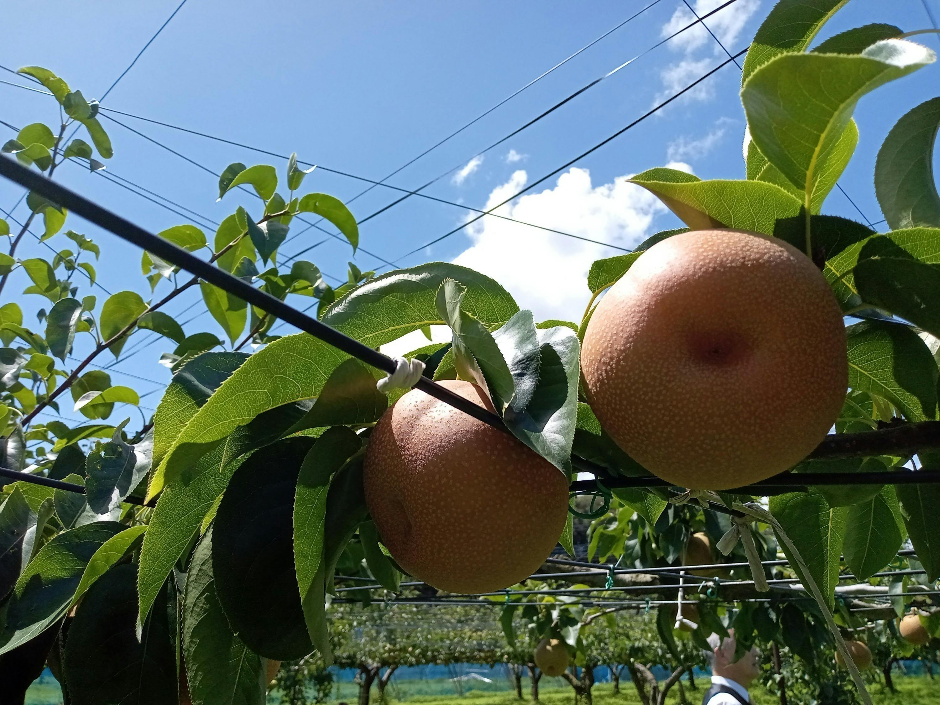 3番目のメイン画像