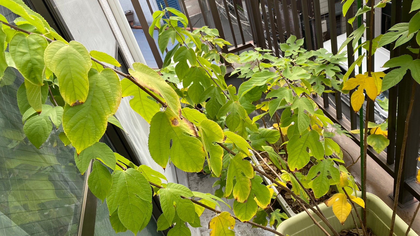 5番目のメイン画像