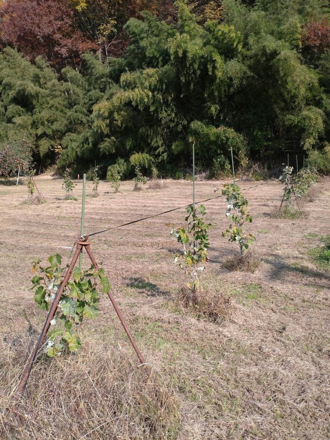 4番目のメイン画像