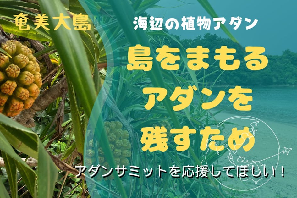 奄美の自然とアダン文化を残すためにアダンサミットを応援して