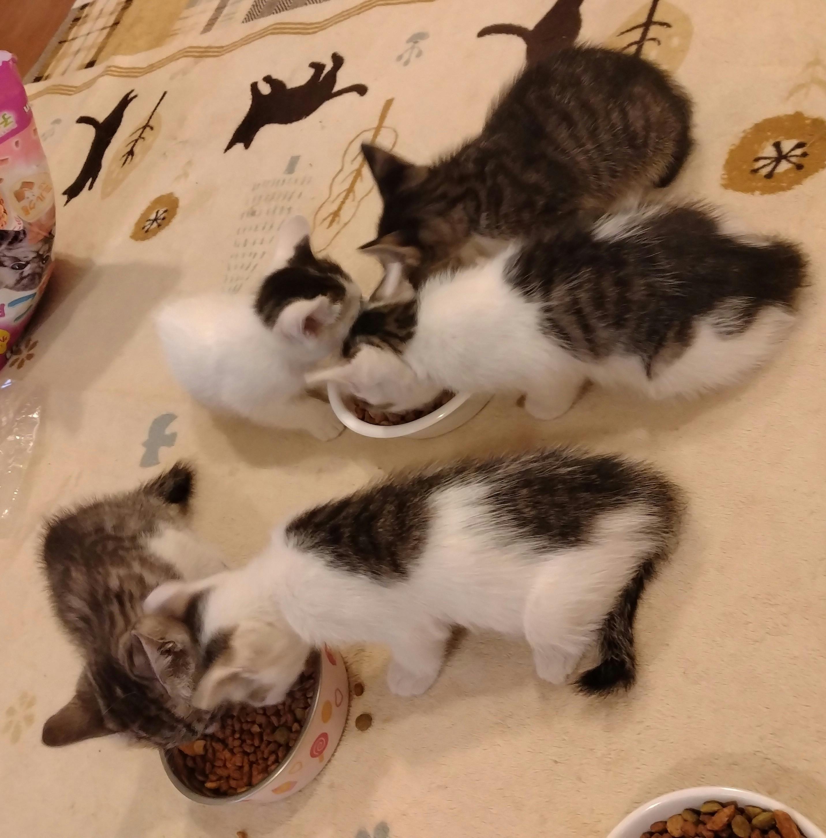 3番目のメイン画像