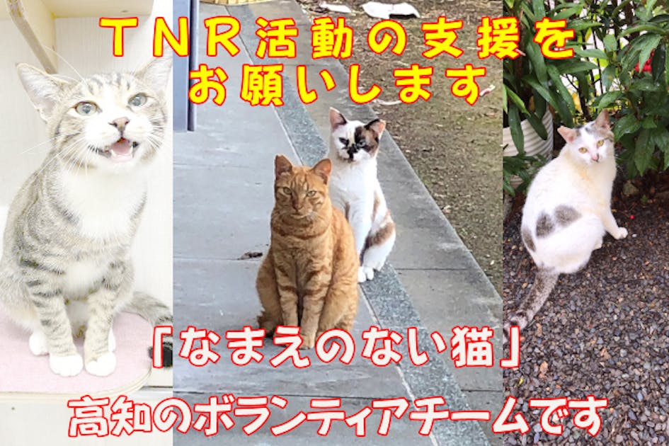 高知のまちでノラ猫をこれ以上増やさないために、TNR活動を助けて