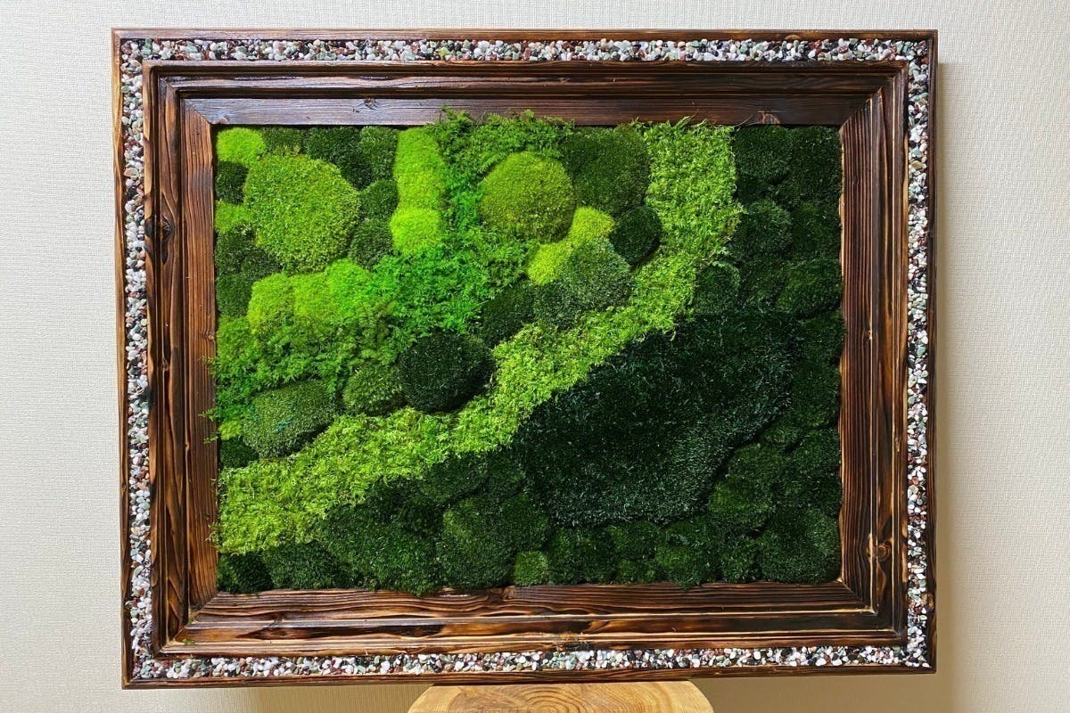 天然の苔を″枯れない苔″に特殊保存加工する開発に成功!山縣健志、新た 天然の苔を″枯れない苔″に特殊保存加工する開発に成功!山縣健志、新た