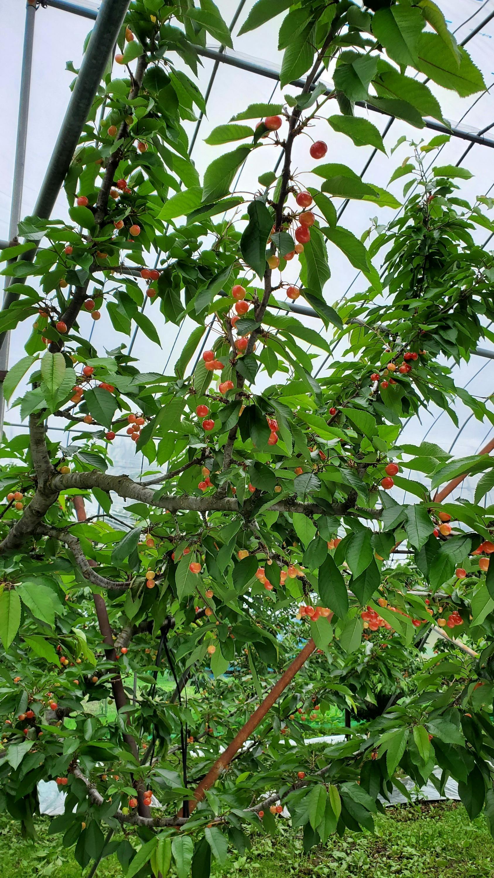 5番目のメイン画像