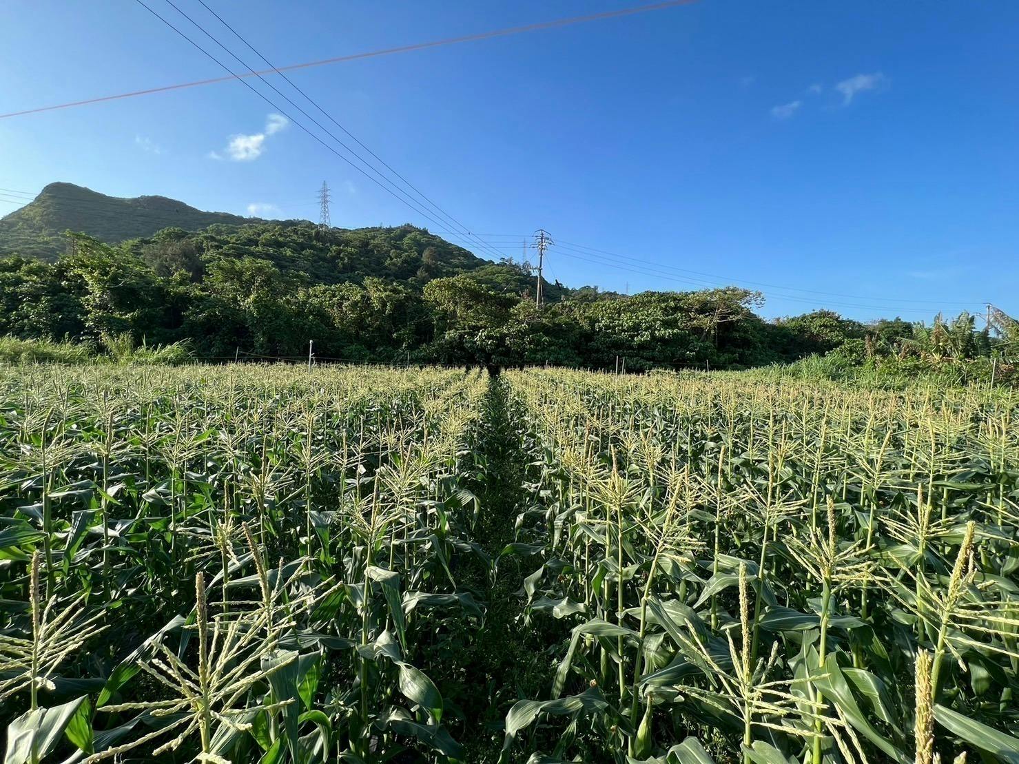 3番目のメイン画像