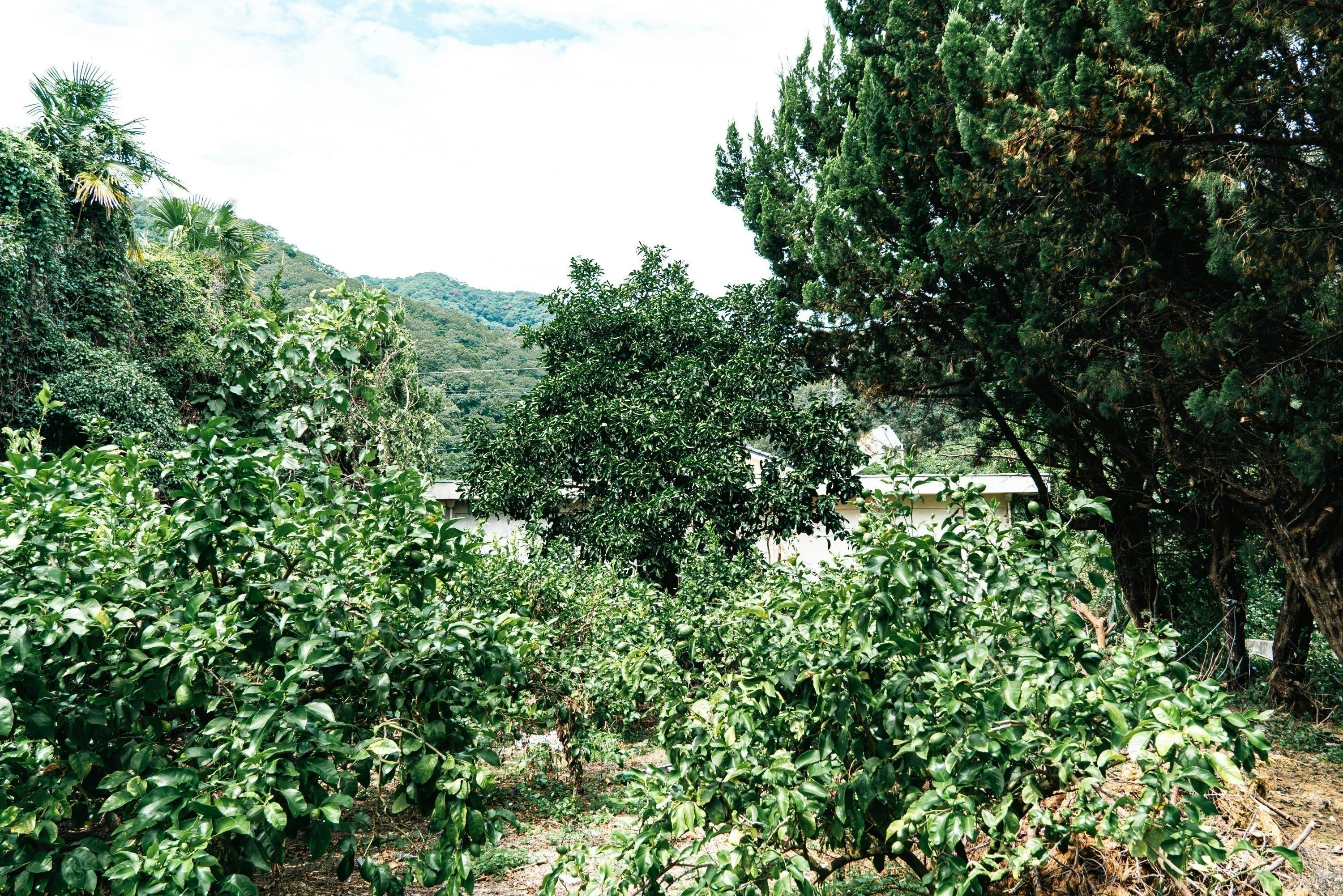 4番目のメイン画像