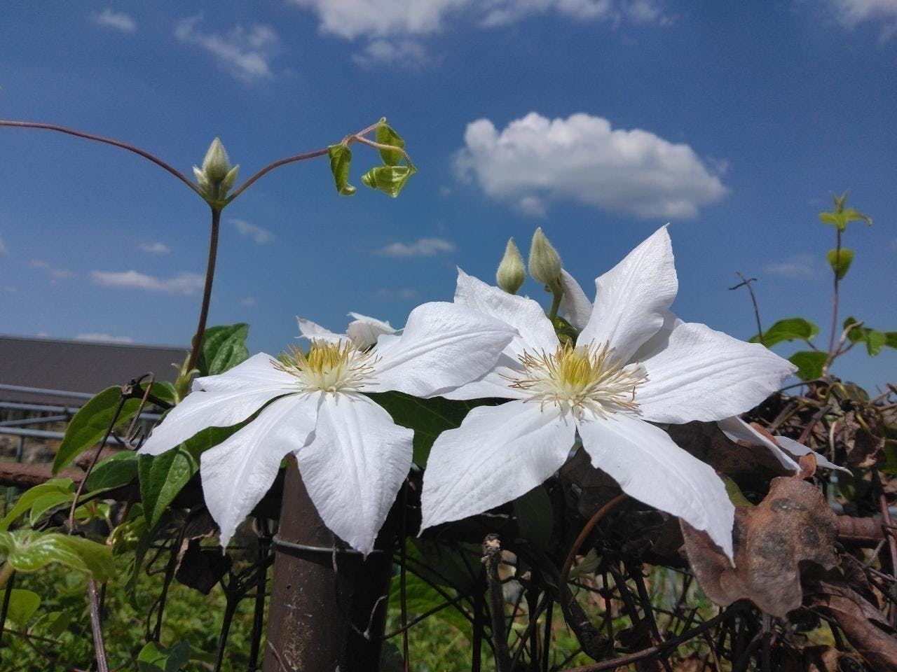 5番目のメイン画像