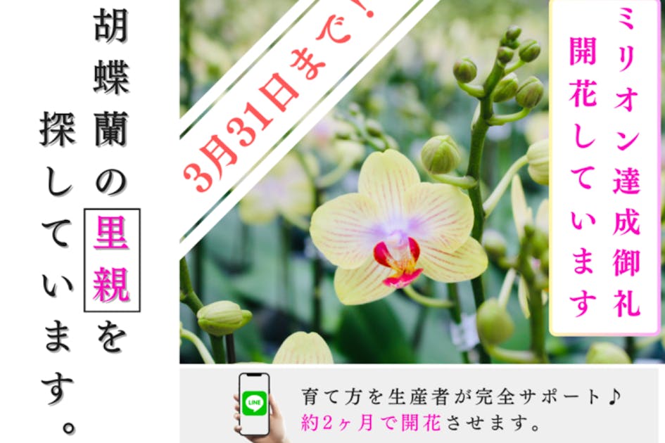 胡蝶蘭のプロと咲かせる！傷ついてしまった小さな胡蝶蘭たちの里親募集