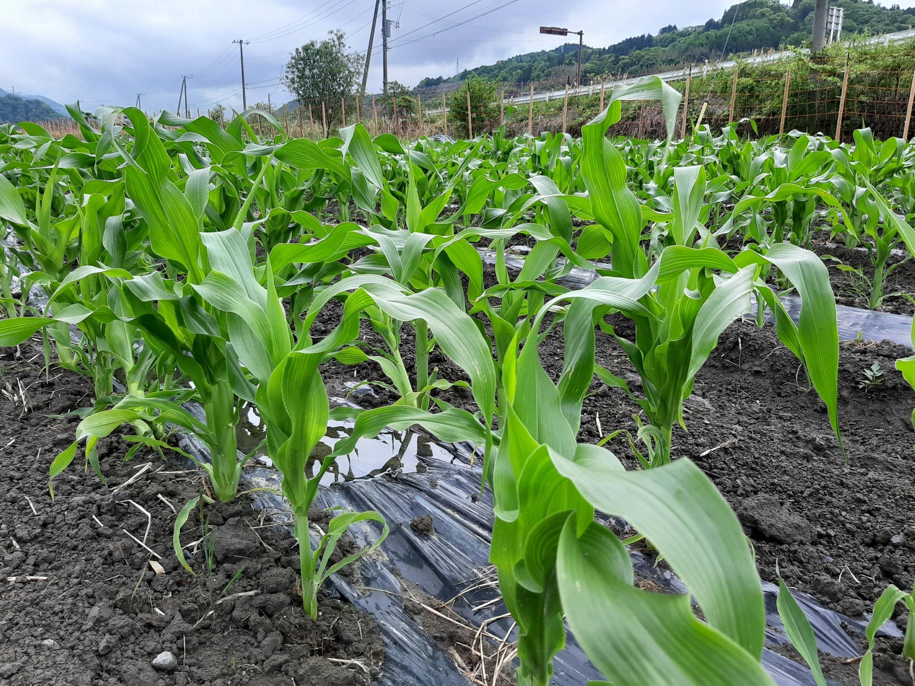 2番目のメイン画像