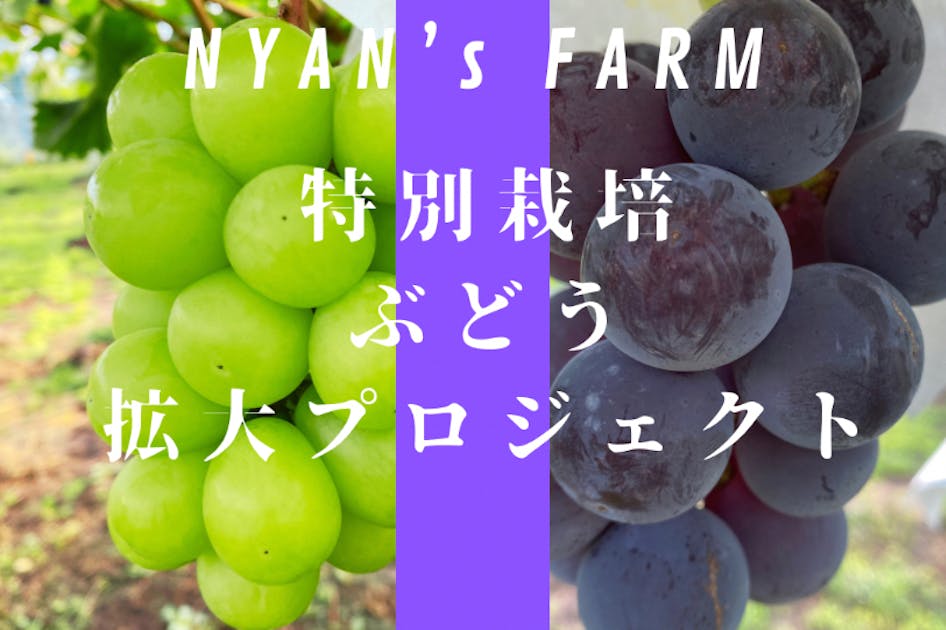 最高のぶどうを追い求める！駆け出し農家のぶどう畑開拓
