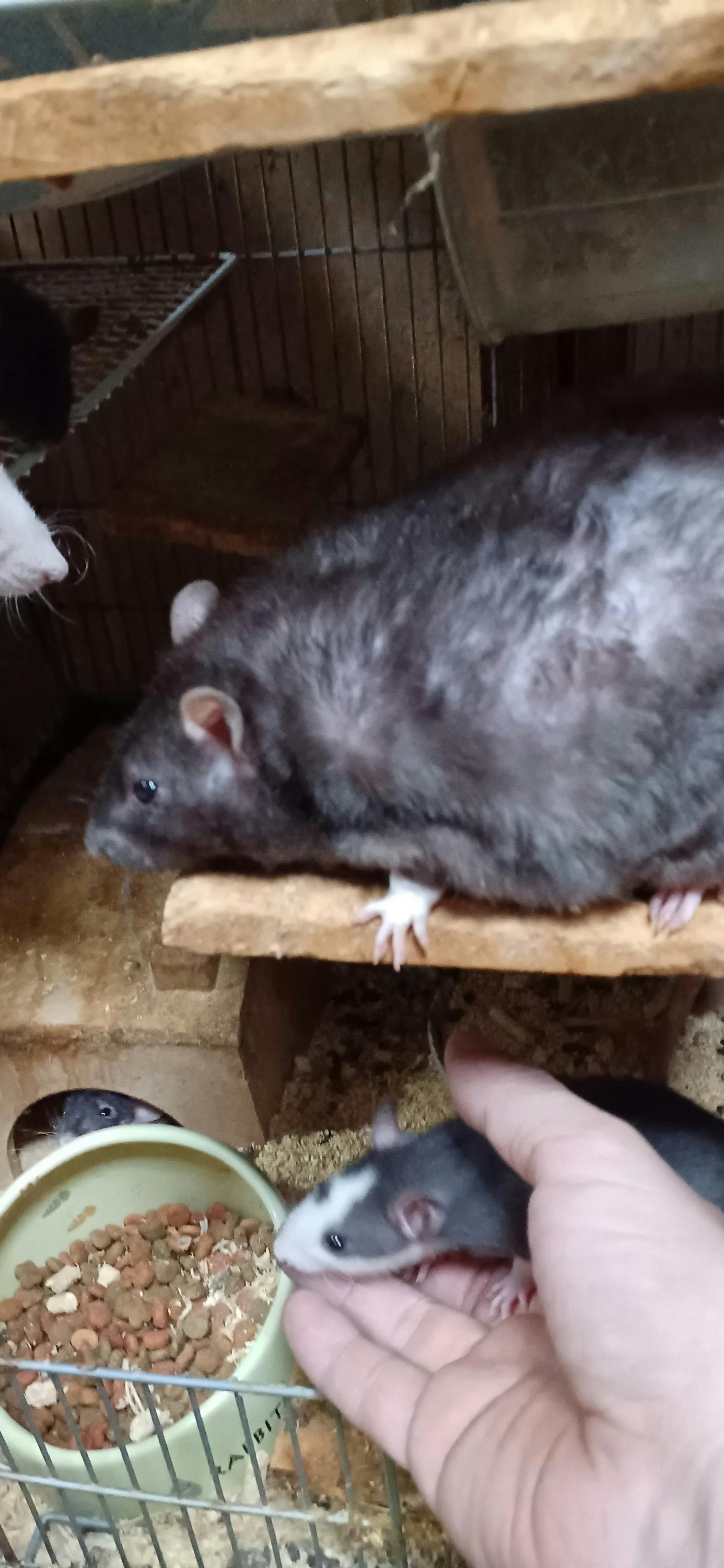 4番目のメイン画像