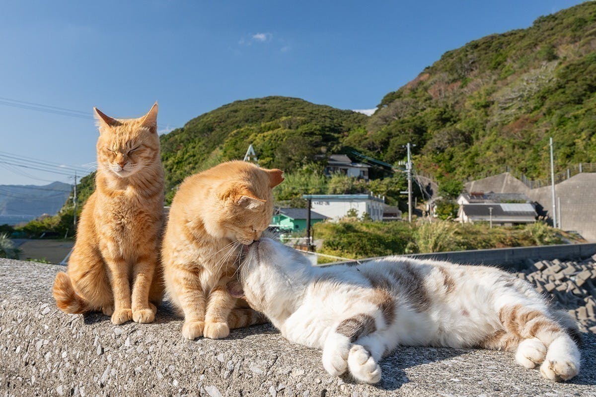 3番目のメイン画像