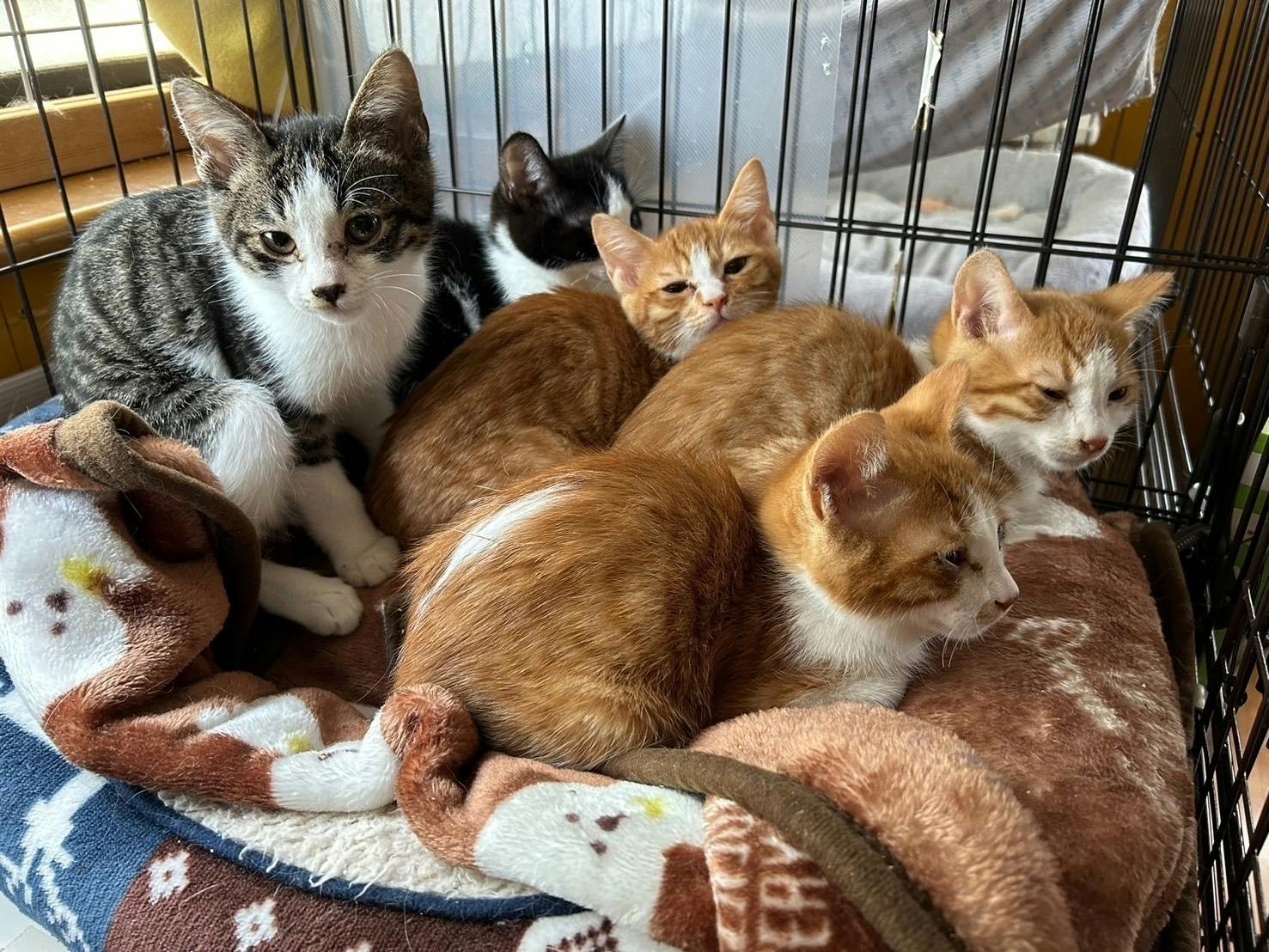 5番目のメイン画像