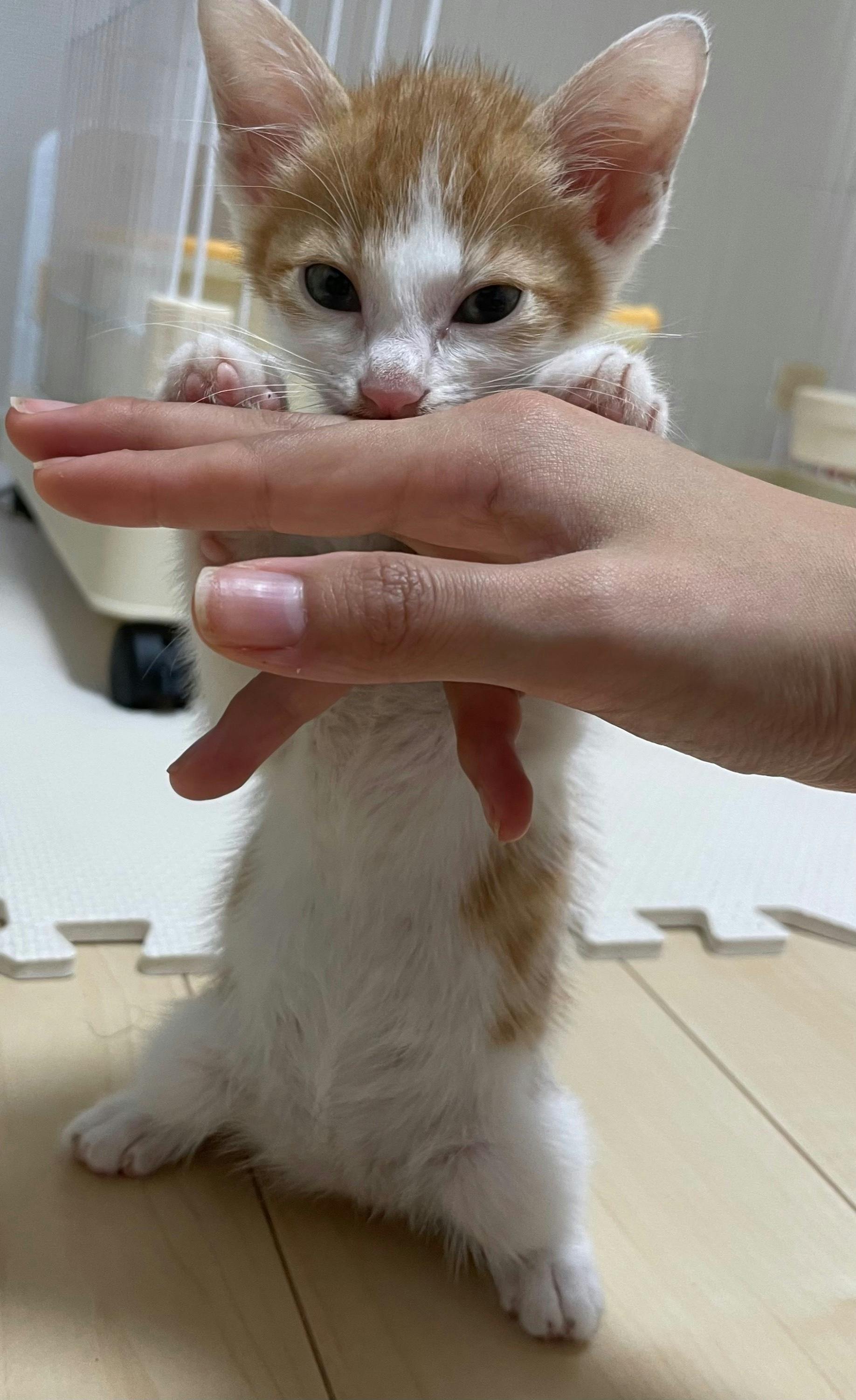 4番目のメイン画像