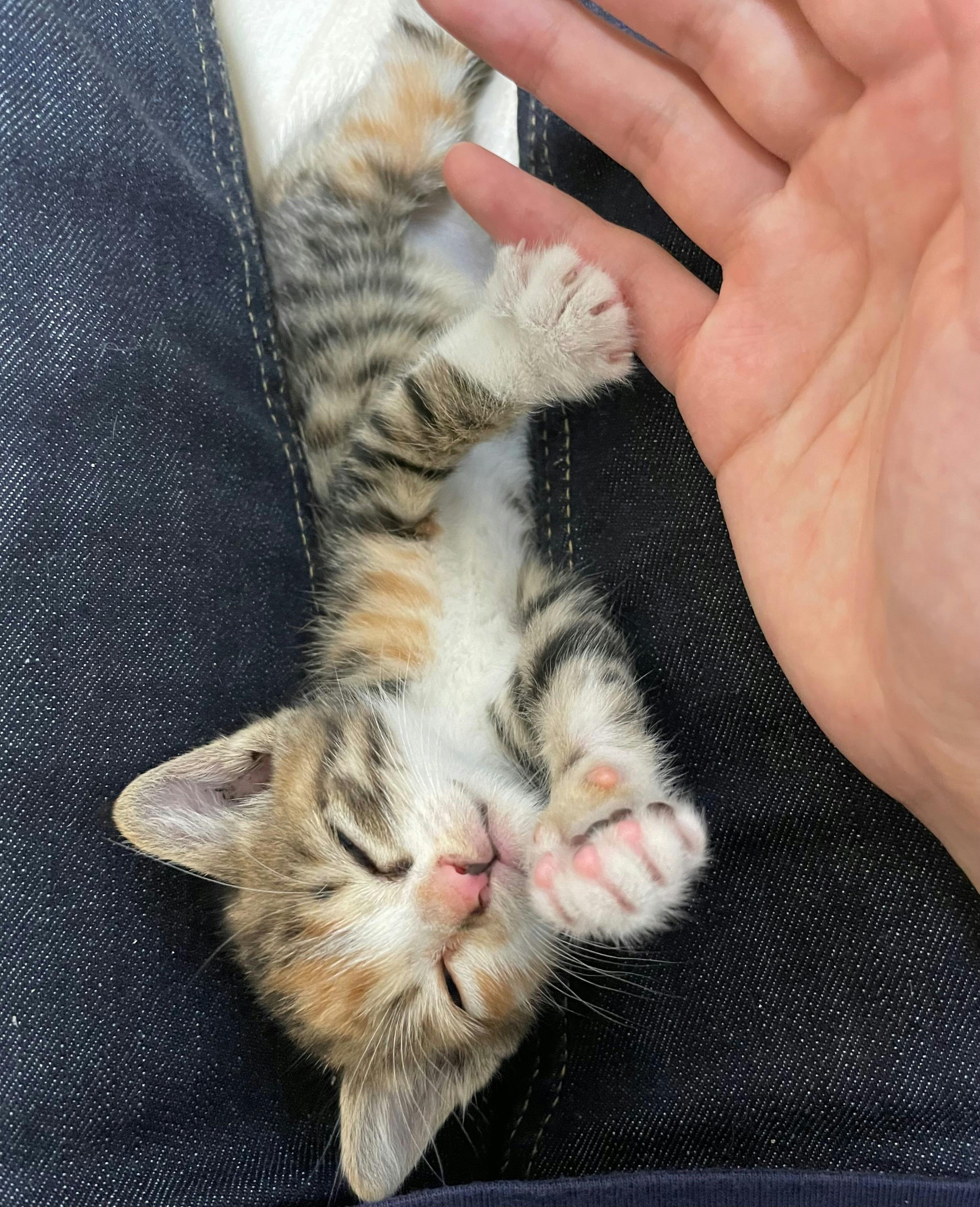 3番目のメイン画像