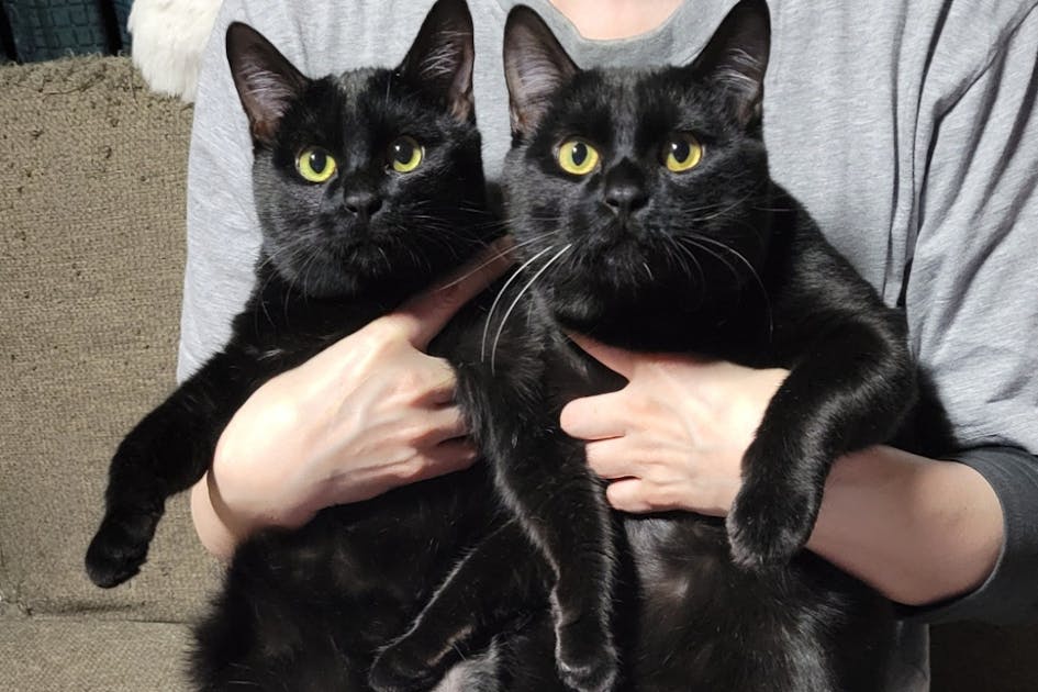 00917ca0-eccb-4f59-93e9-