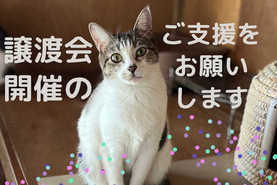 保護猫】譲渡会を同じ場所で定期的に開催したい！ - CAMPFIRE (キャンプファイヤー)