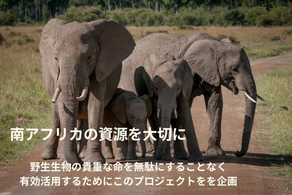 最強の耐久性で希少な象革を使用して革のプロフェッショナルが作りあげ 