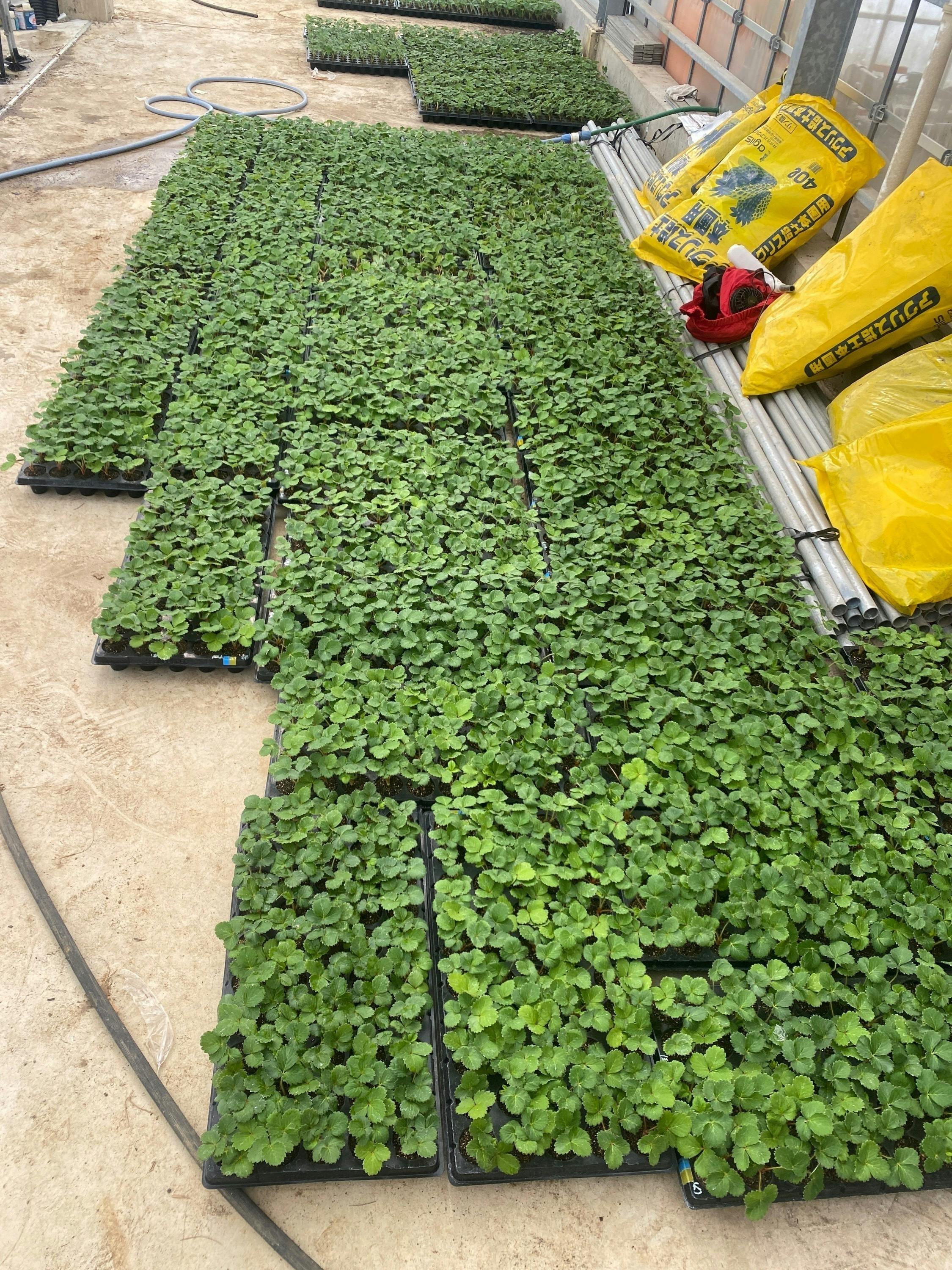 5番目のメイン画像