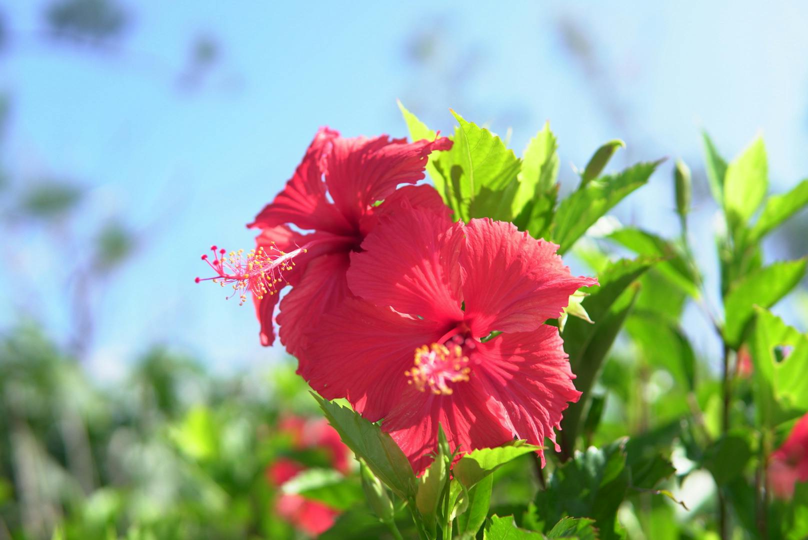 2番目のメイン画像