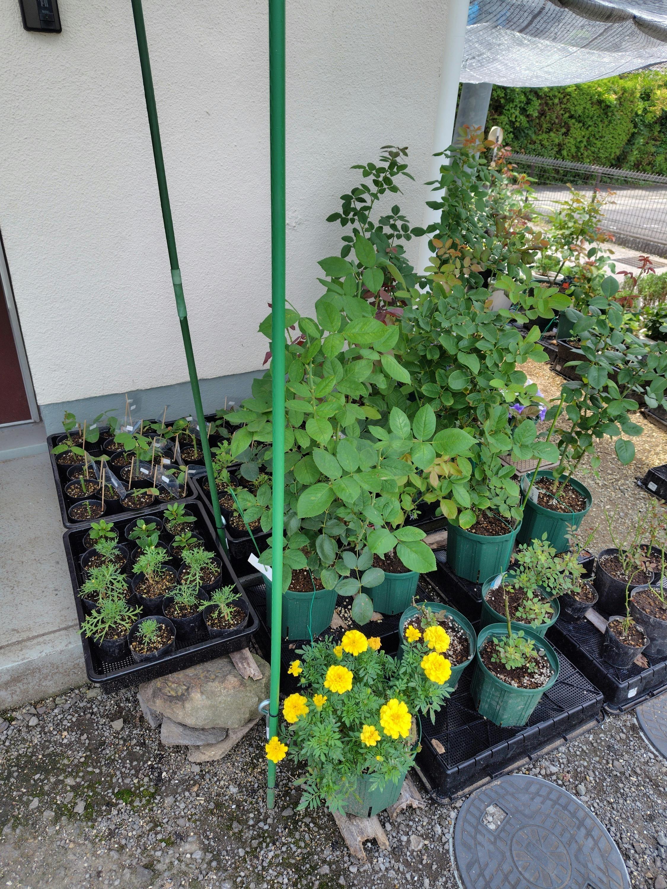 5番目のメイン画像