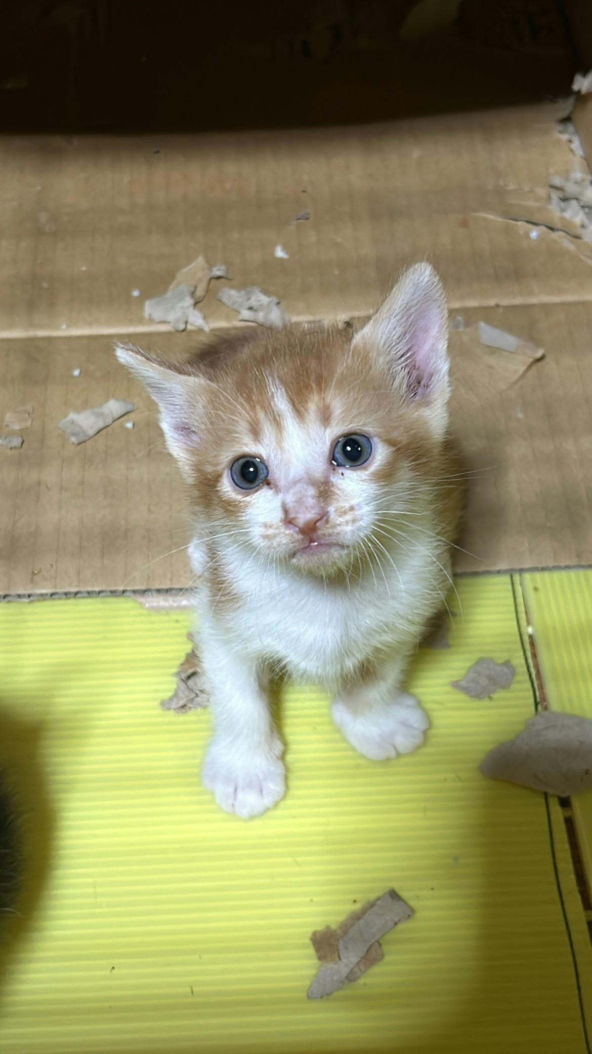 3番目のメイン画像