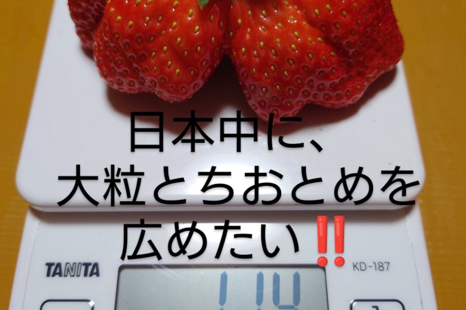 いちごページ　リクエスト5点 全国に広げる栃木県足利産のいちご - CAMPFIRE (キャンプファイヤー)