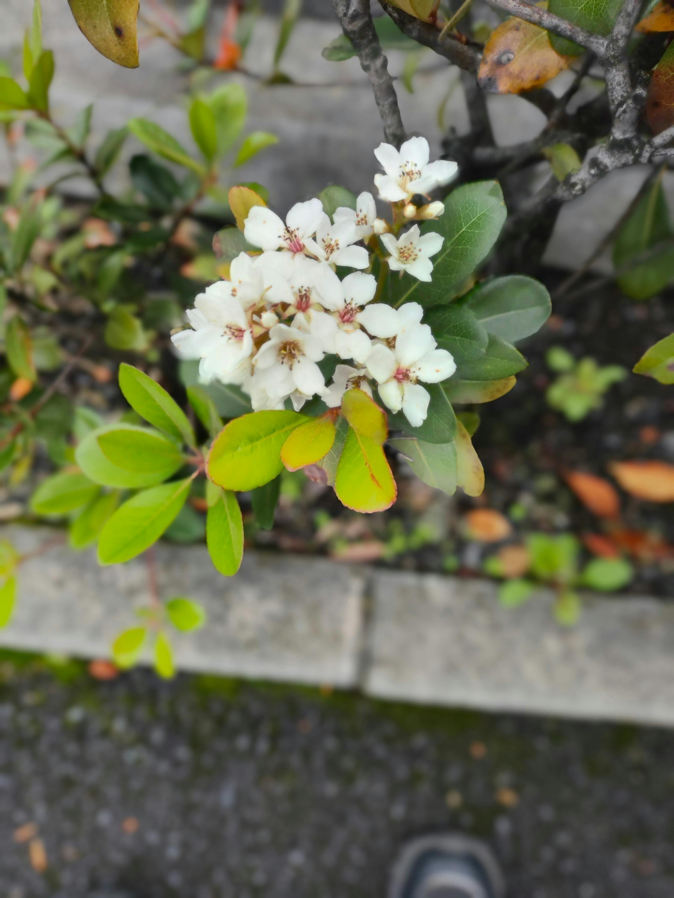 4番目のメイン画像